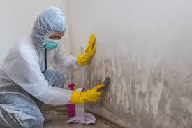 Why You Should Choose Our Mold Remediation Services in Weston Lakes, TX